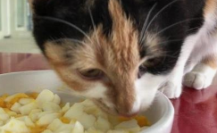 貓咪可以吃蛋黃嗎_蛋黃可以給貓貓吃嗎_貓咪蛋黃能吃嗎