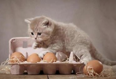 貓咪可以吃蛋黃嗎_蛋黃可以給貓貓吃嗎_貓咪蛋黃能吃嗎