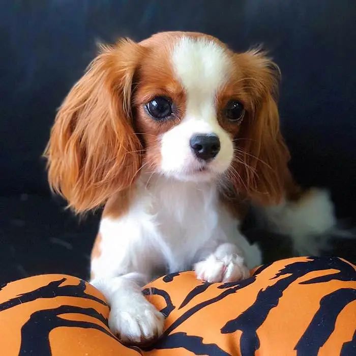 狗狗大小排序_狗狗大小怎么看_狗狗定點大小便的方法