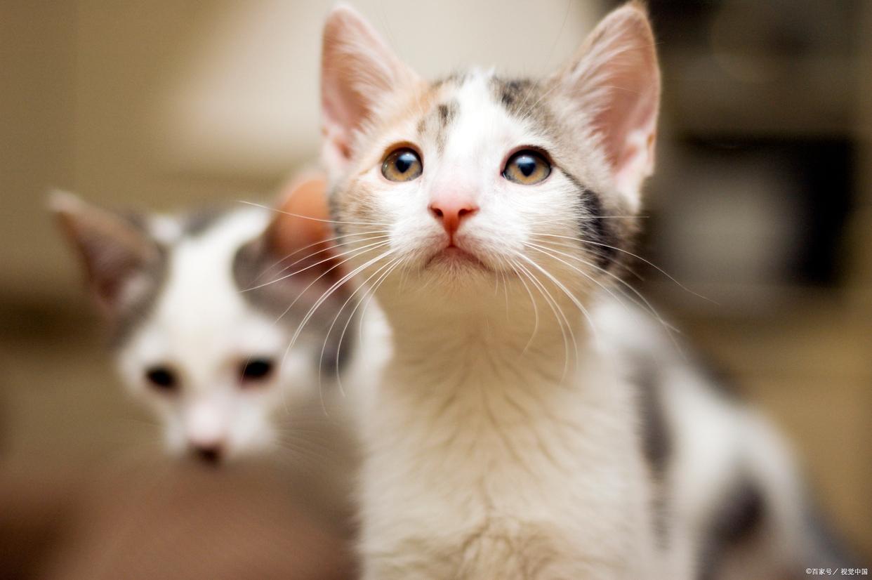 兩個月小貓驅蟲死了_小貓驅蟲死了_小貓驅蟲后蟲子去哪了