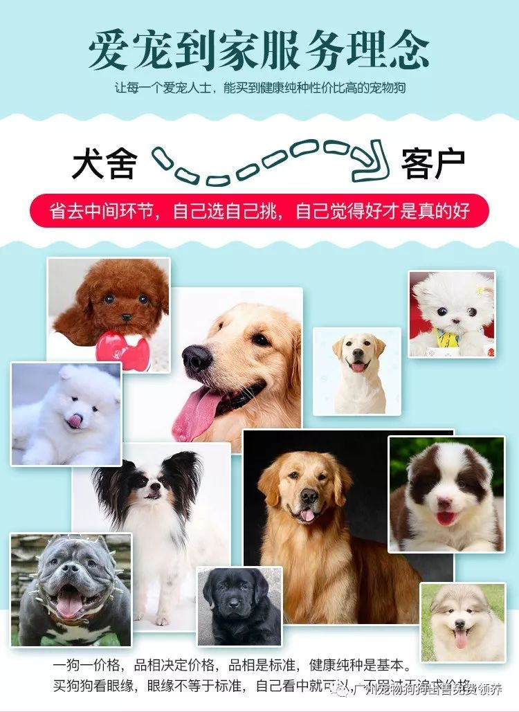 購買拉布拉多犬幼犬_拉布拉多幼犬購買注意事項_買拉布拉多幼犬多少元