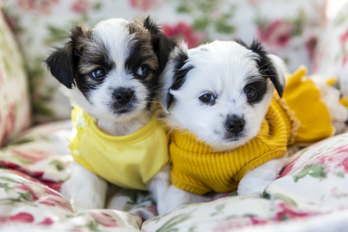 狗狗多大開始訓練好呢_狗狗多大開始訓練比較好_狗狗多大開始訓練最好