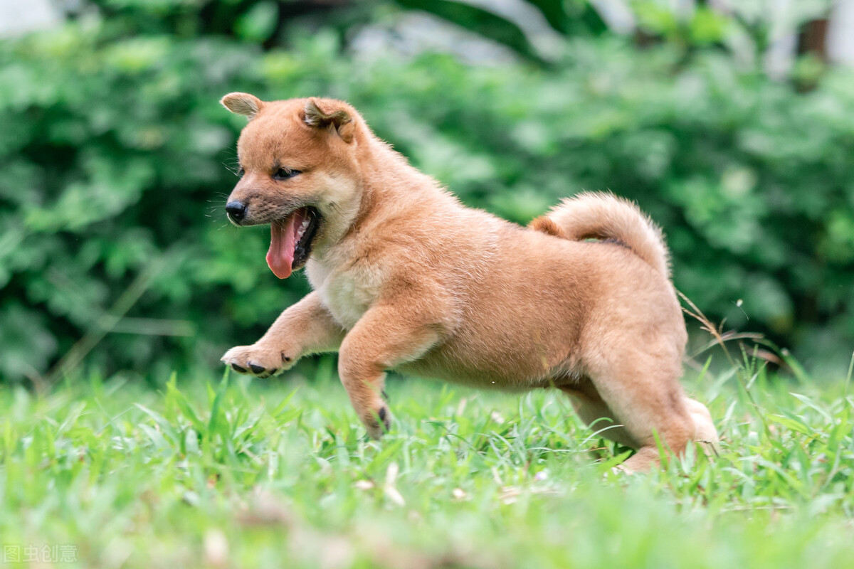 狗狗多大開始訓練比較好_狗狗多大開始訓練好呢_狗狗多大開始訓練最好