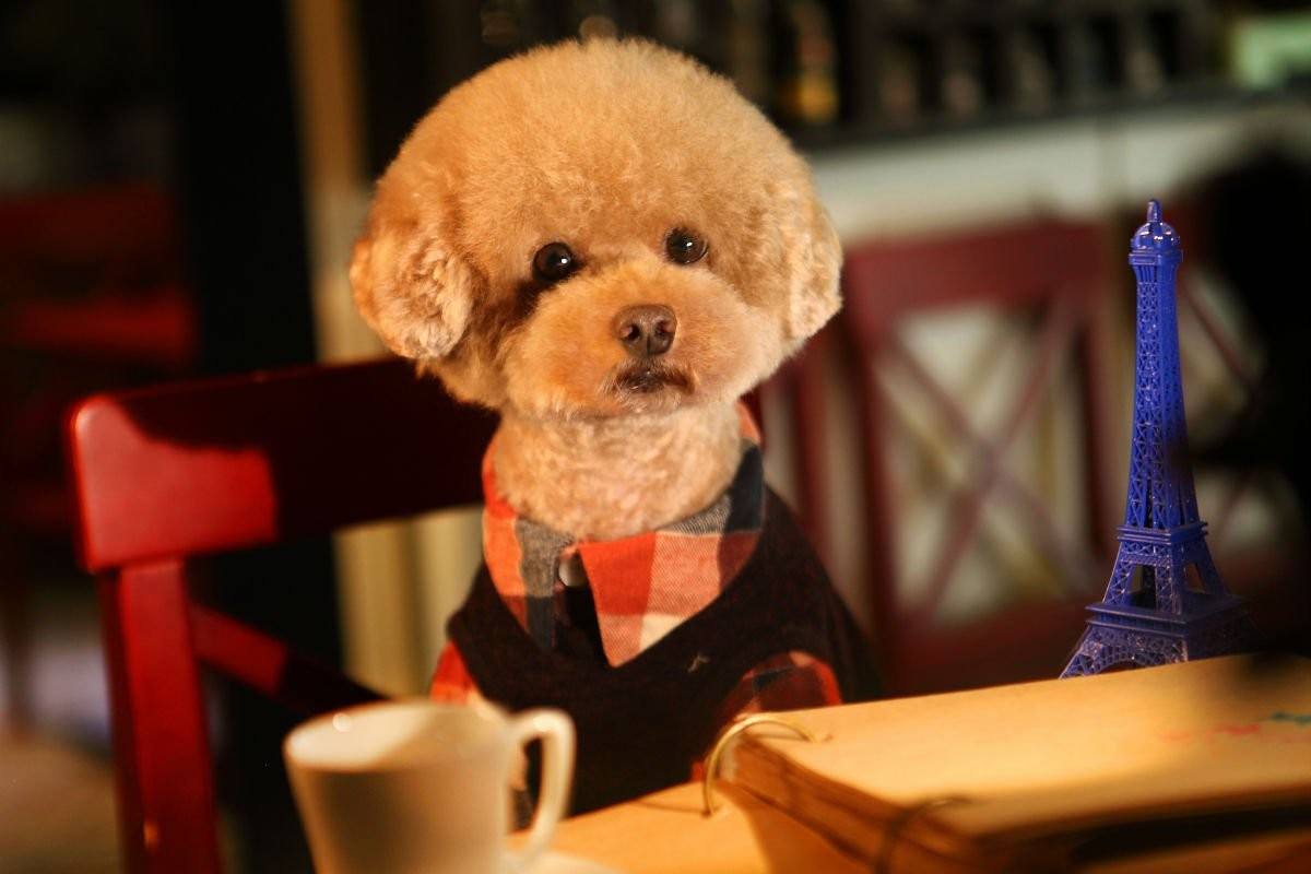 養狗首選這幾只狗狗，不掉毛又聽話，簡直就是神仙狗狗