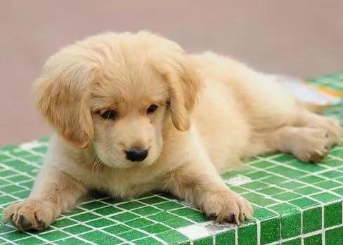 金毛多少錢一只？金毛犬訓練只需六步，快速有效，一看就會！