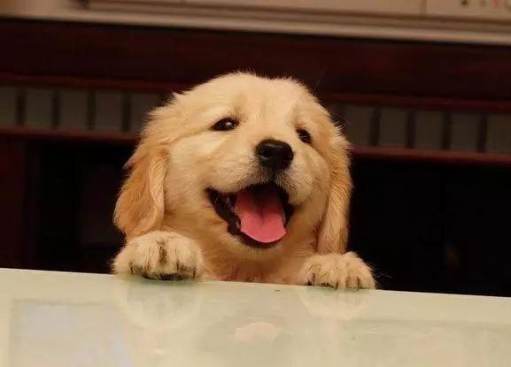 金毛狗多少錢一只_金毛狗值錢嗎_grdog金毛犬幣