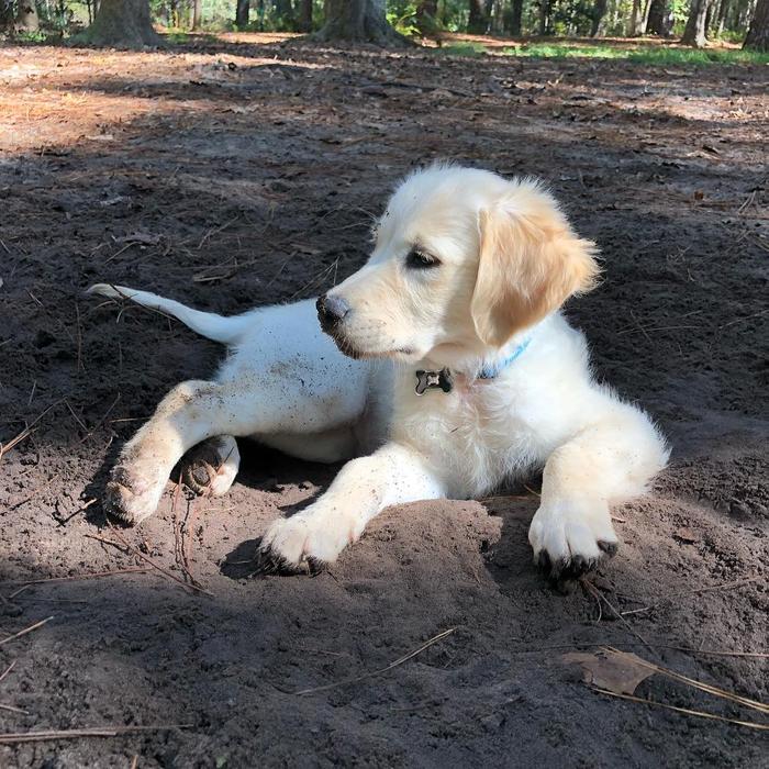 狗狗的刨土挖坑行為背后有五個原因，不僅僅是為了將食物掩埋起來
