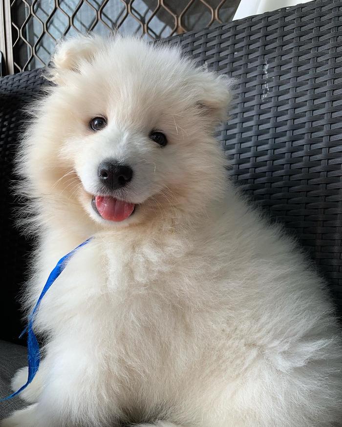 狗刨窩是怎么回事_狗狗刨狗窩_狗刨窩什么意思