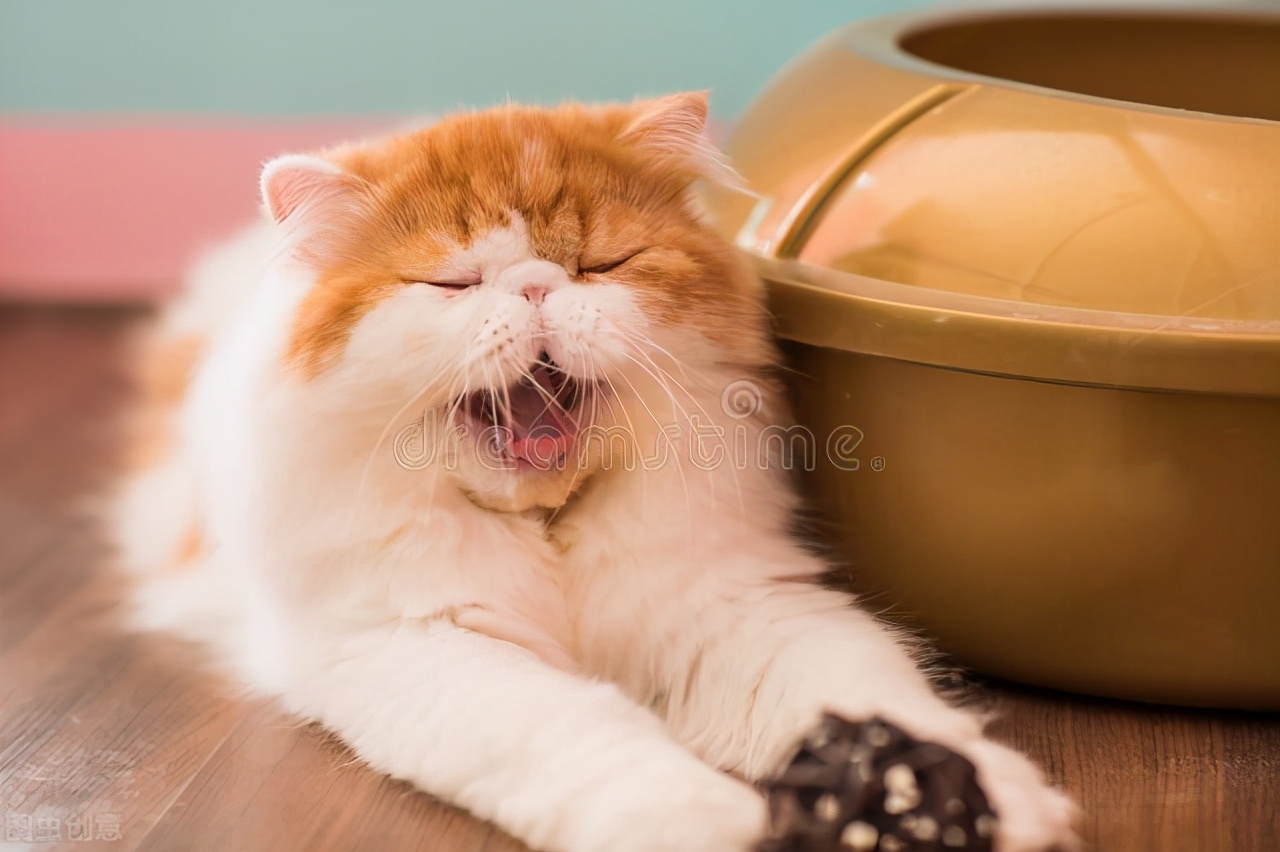 母貓發(fā)情持續(xù)多久