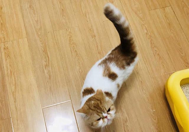 貓咪擠肛門腺視頻教程_擠貓咪的肛門腺_貓咪肛門腺怎么擠