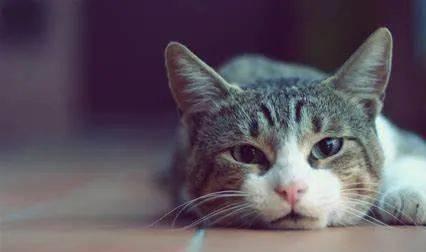 貓咪年齡大換算，來(lái)算算你家貓主子相當(dāng)于人類幾歲！