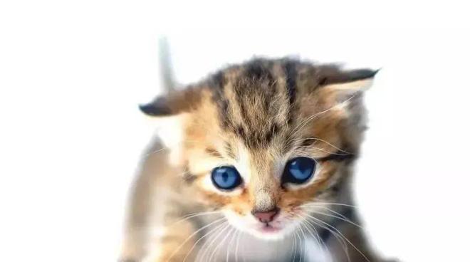 貓咪三歲半相當(dāng)于人幾歲_貓咪撓人腳心_貓咪撲人是什么意思