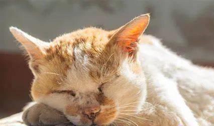 貓咪三歲半相當(dāng)于人幾歲_貓咪撓人腳心_貓咪撲人是什么意思