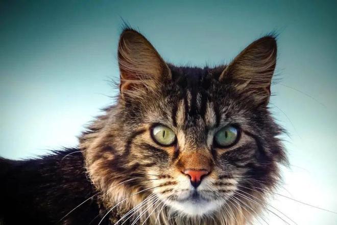 貓咪三歲半相當(dāng)于人幾歲_貓咪撓人腳心_貓咪撲人是什么意思