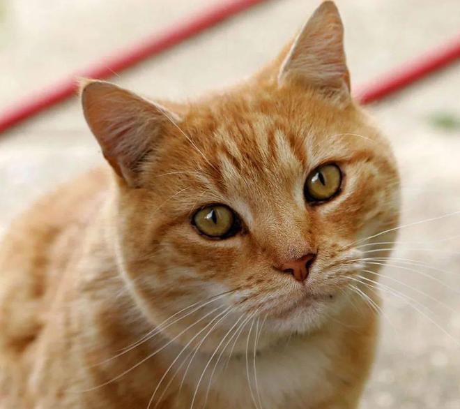 貓咪撲人是什么意思_貓咪三歲半相當(dāng)于人幾歲_貓咪撓人腳心