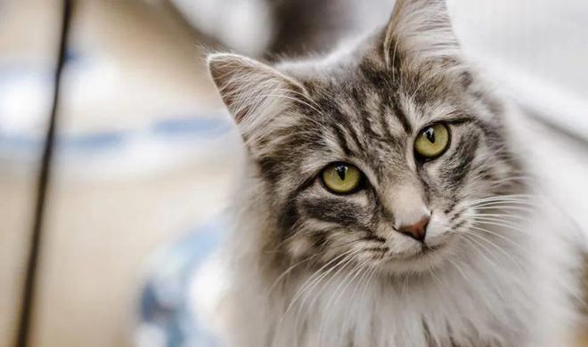 貓咪撲人是什么意思_貓咪三歲半相當(dāng)于人幾歲_貓咪撓人腳心