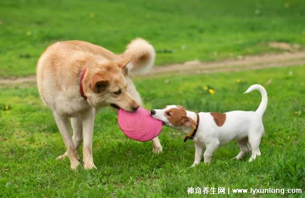 狗一歲相當于人的幾歲，普遍說法等于7歲(小型犬/大型犬不同)